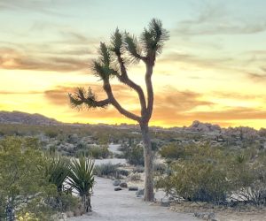 Nature picture for my OCD recovery blog